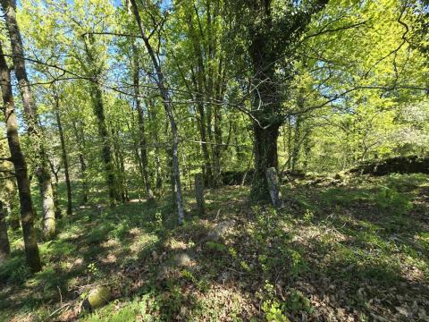 Finca con  casa,  molino y hórreo + bosque en Mondariz